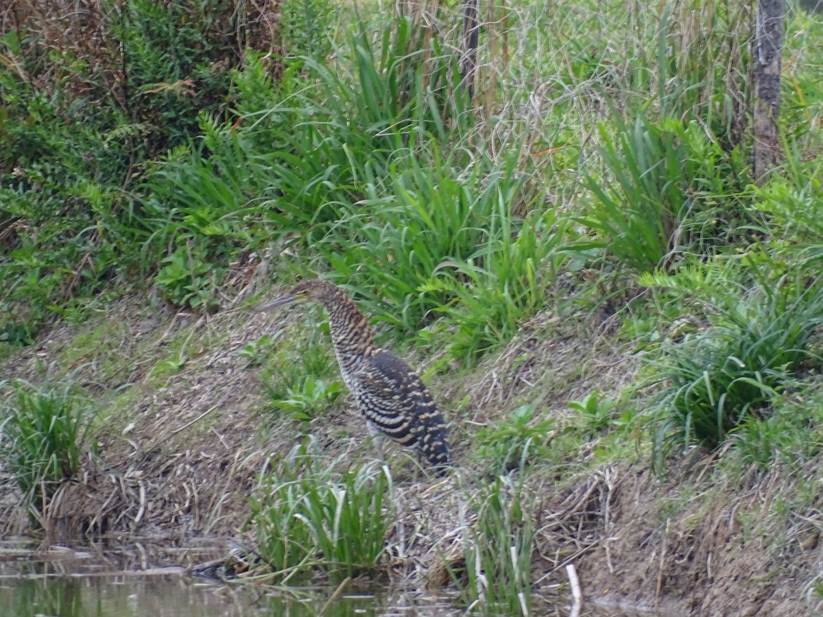 bukač červenavý - ML40698531