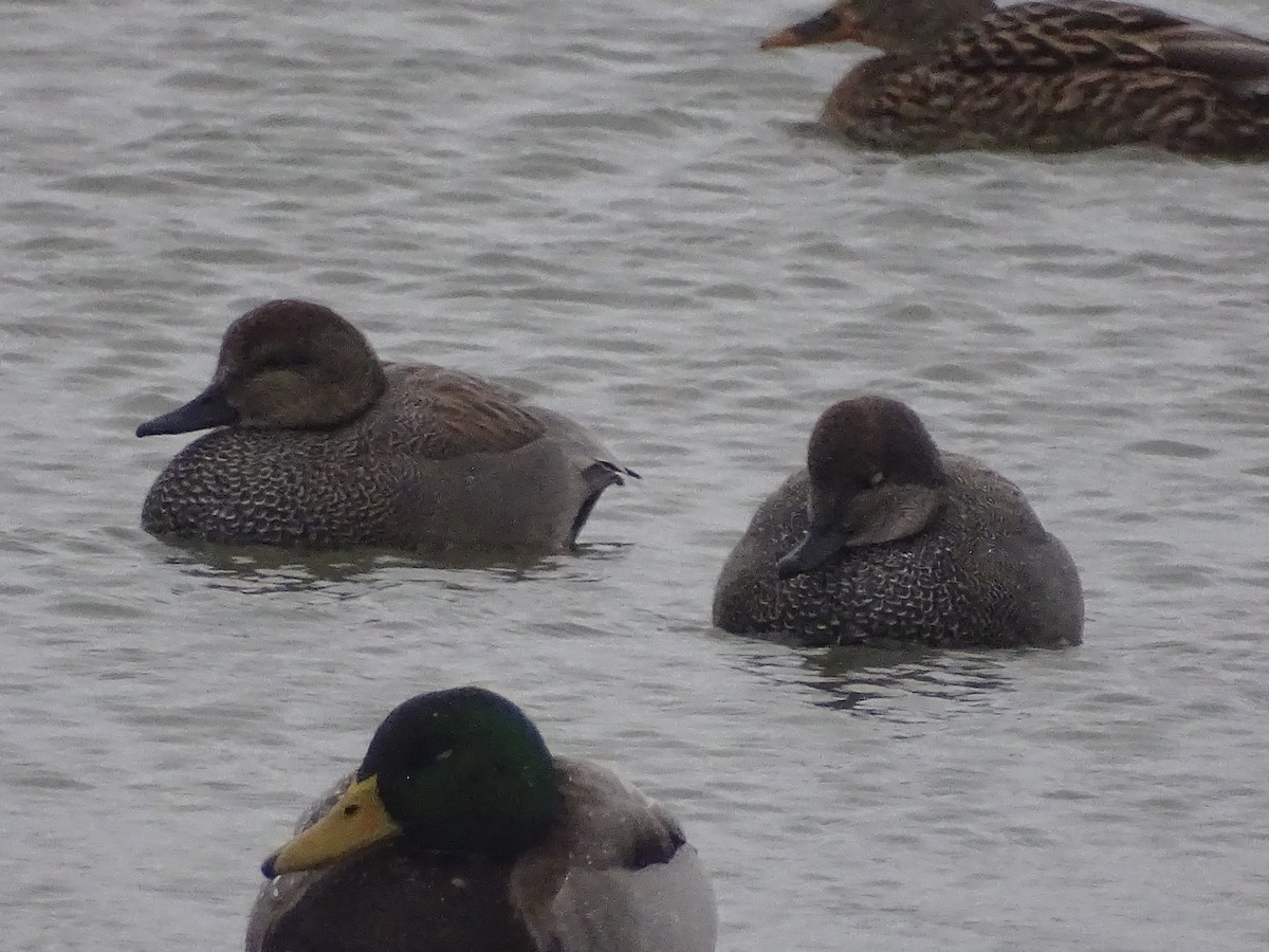 Бор нугас - ML406985761