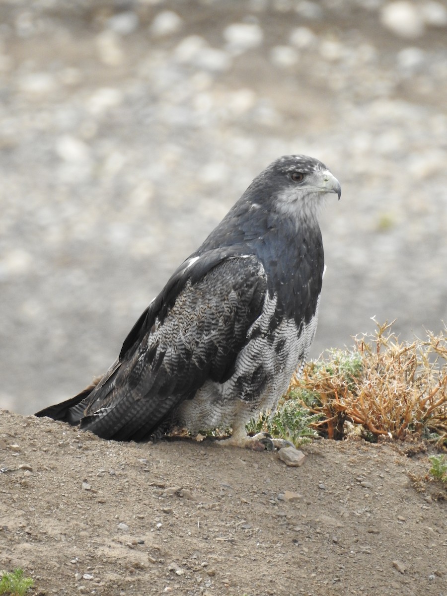 Black-chested Buzzard-Eagle - Paloma Lazo