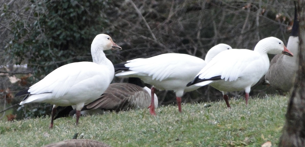 Snow Goose - ML406990621