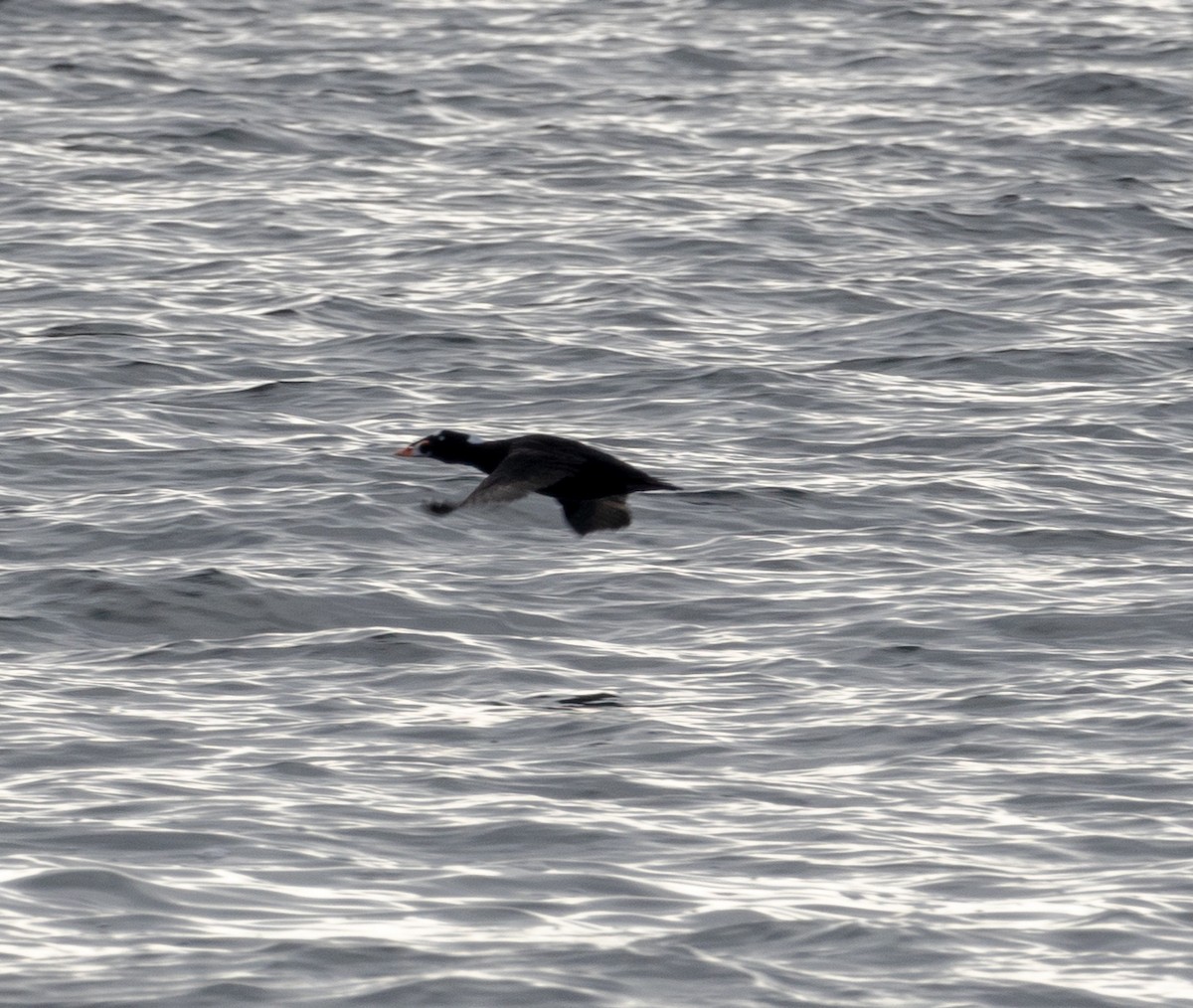 Surf Scoter - ML406990871