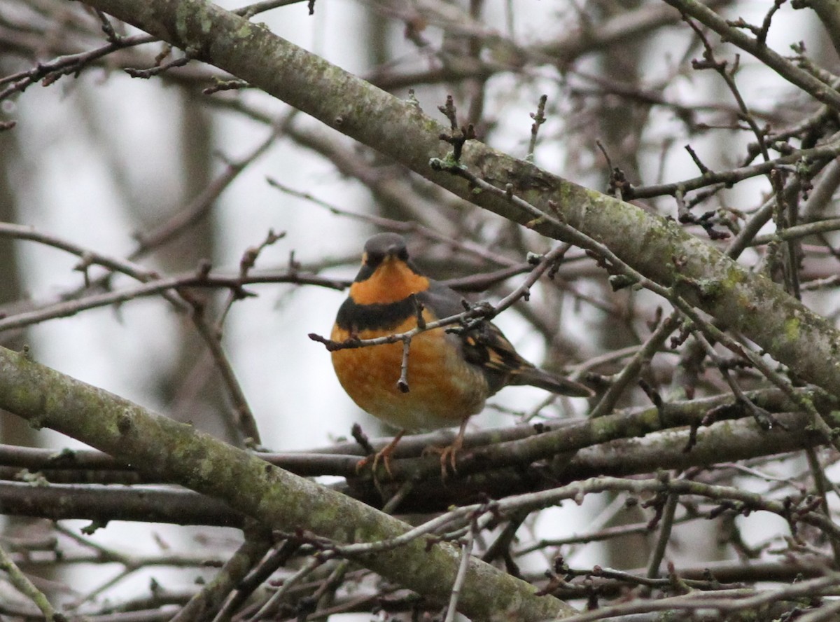 Varied Thrush - ML406991151