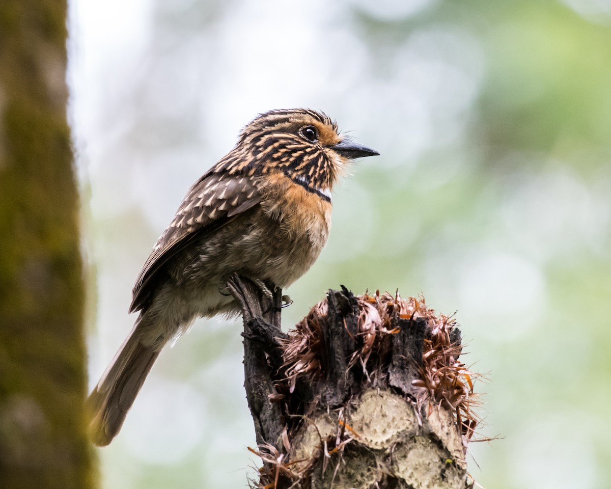 Crescent-chested Puffbird - Hank Davis