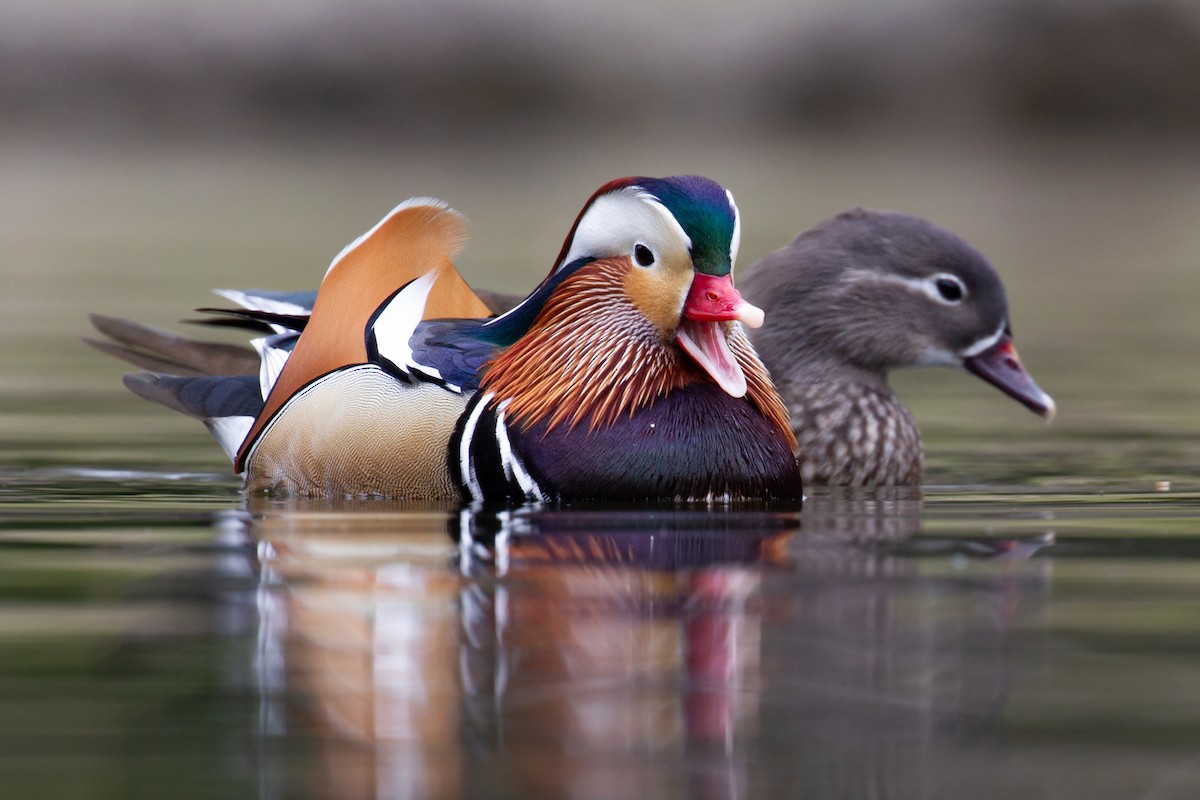 Mandarin Duck - ML406991921