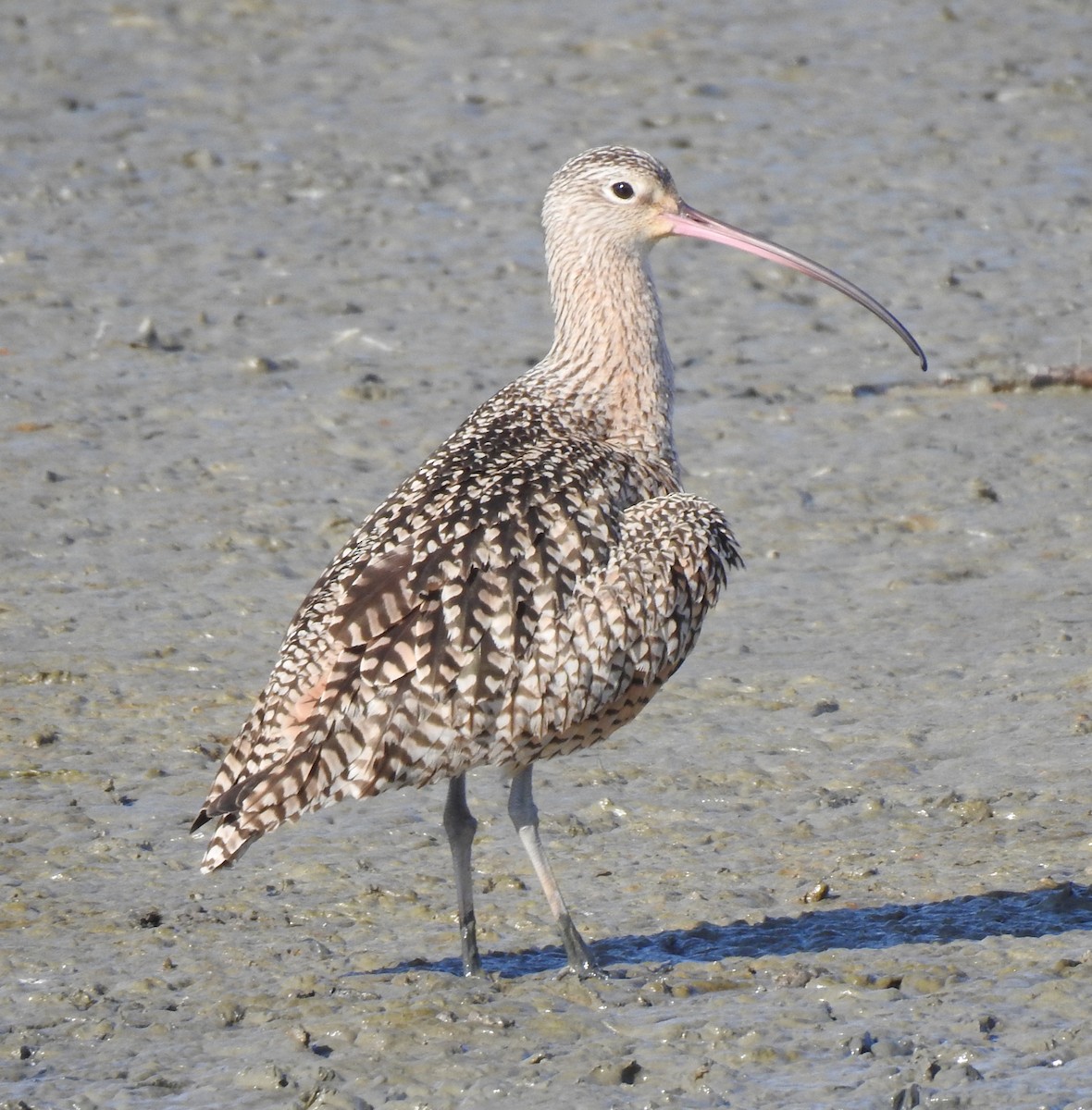 Long-billed Curlew - ML406992021