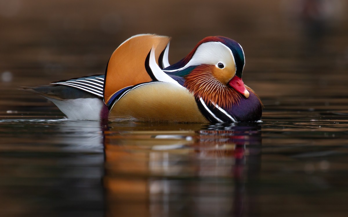 Mandarin Duck - ML406992391