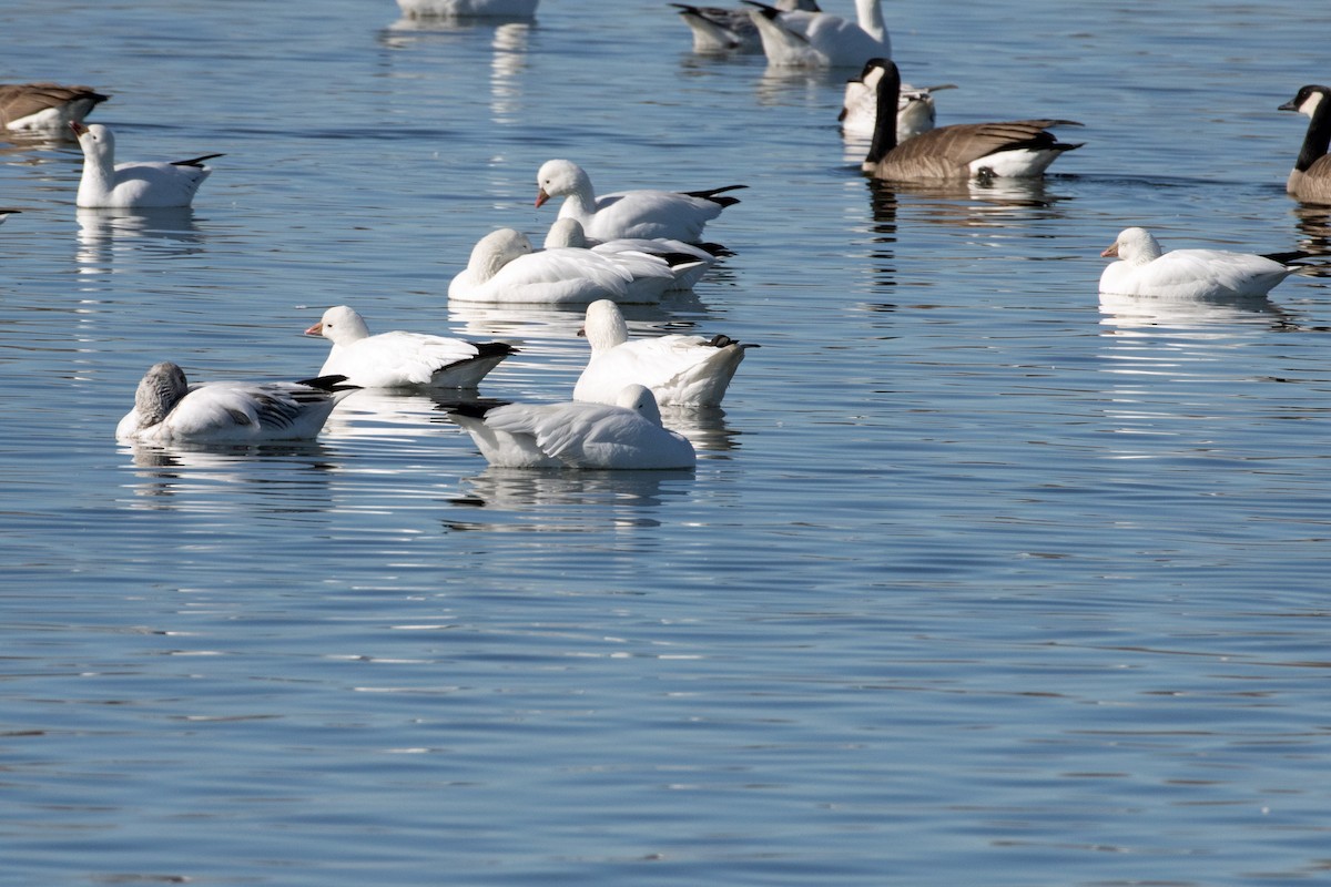 Ross's Goose - ML406993531