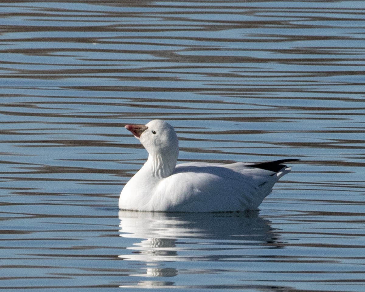 Ross's Goose - ML406993541