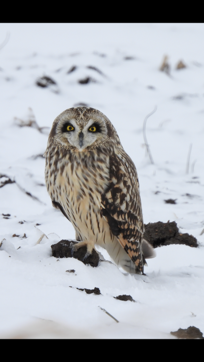 Short-eared Owl - ML406993621