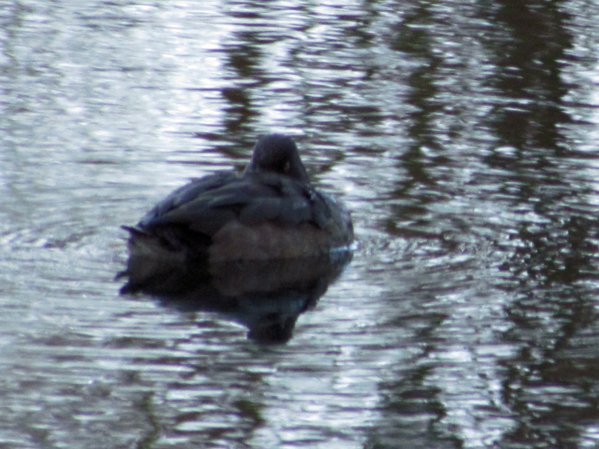 Tufted Duck - ML40699601