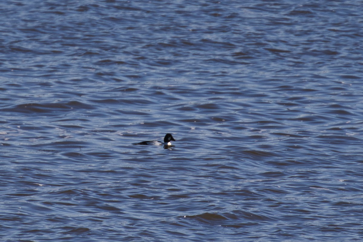 Common Goldeneye - ML406996231