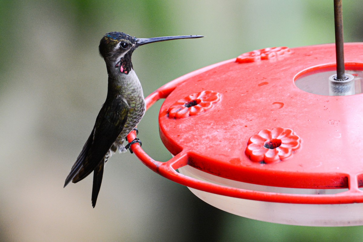 Long-billed Starthroat - Patrick Maurice