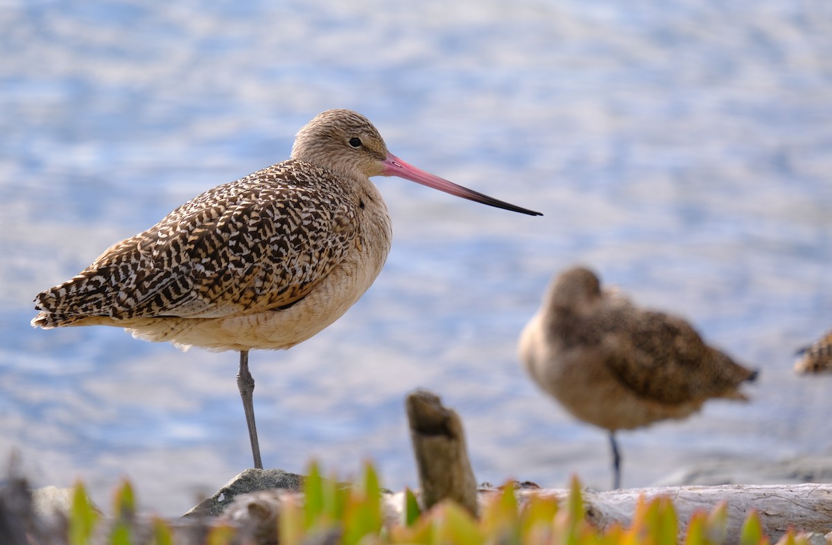 Marbled Godwit - Rajan Rao