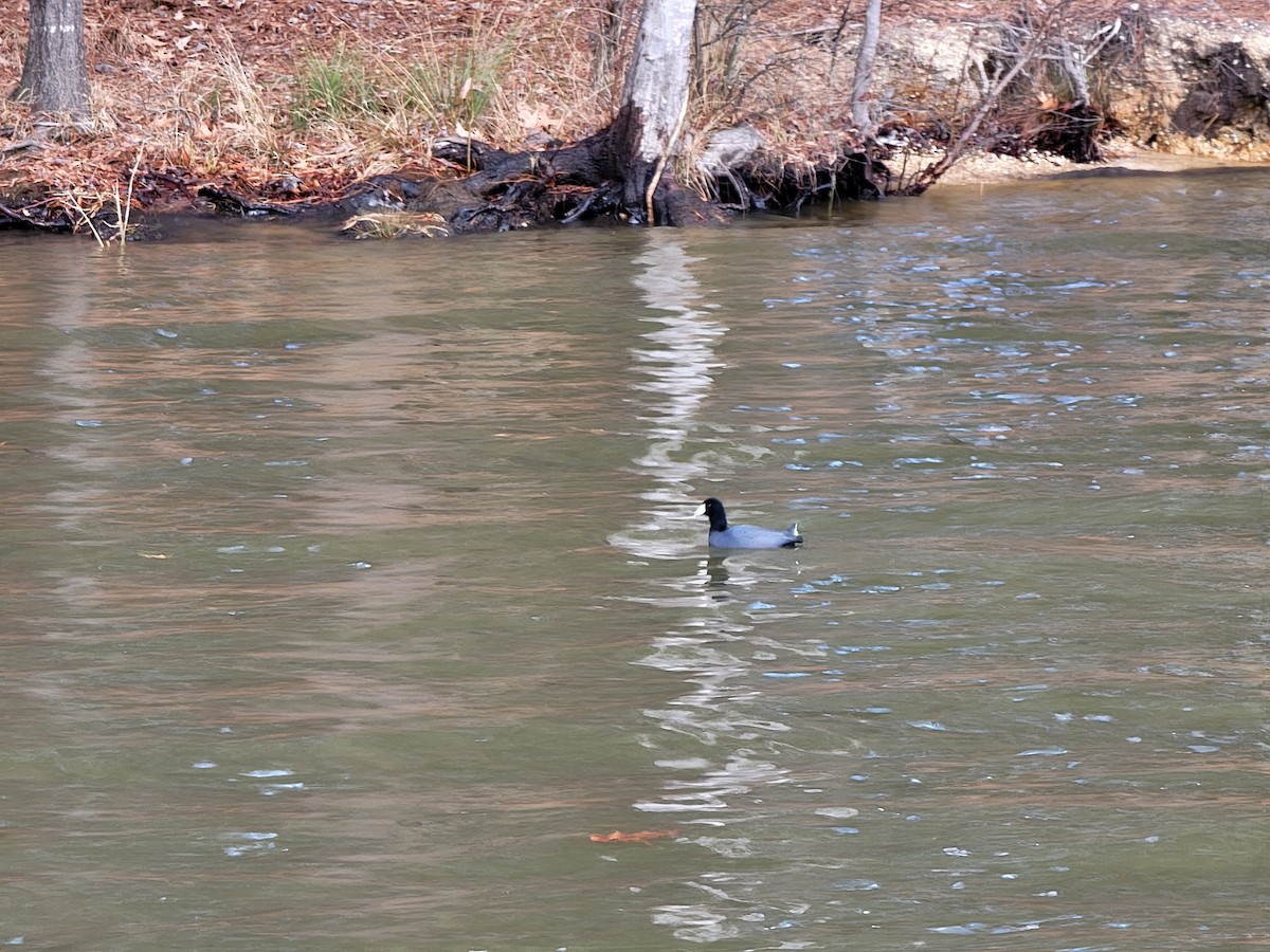 American Coot - ML406998381