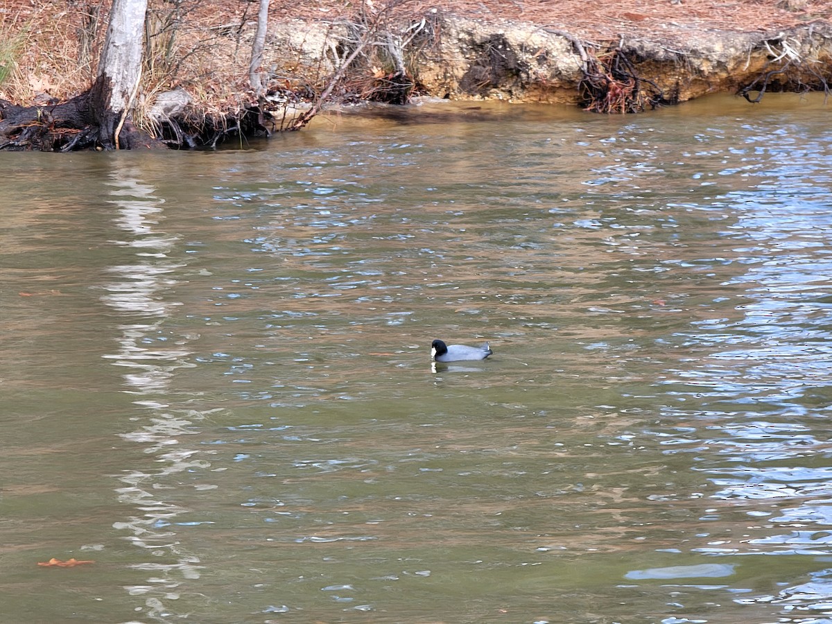 American Coot - ML406998471