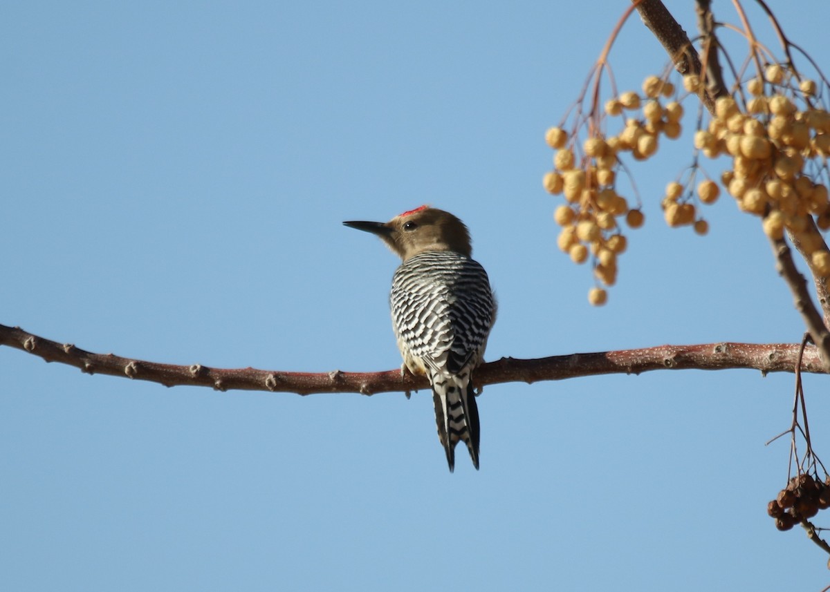 Gila Woodpecker - ML406998861