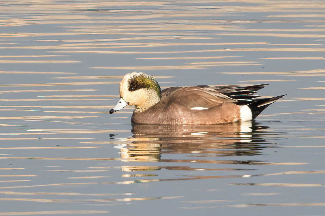 American Wigeon - ML406999841