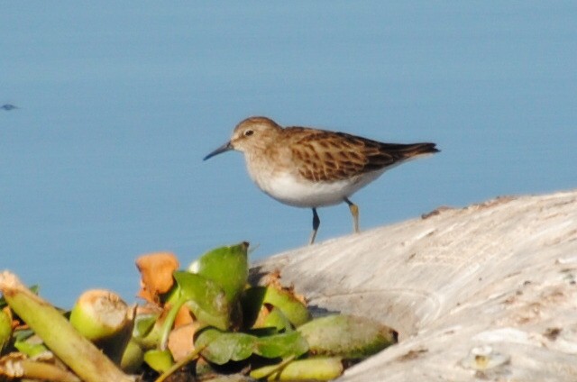 Least Sandpiper - Bryan Sharp