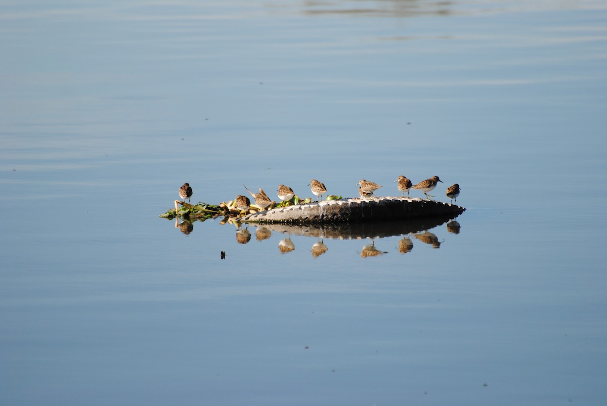 pygmésnipe - ML407001151