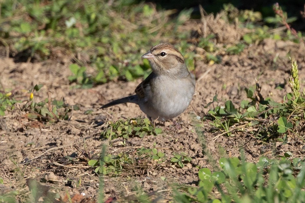 Chipping Sparrow - ML407004991