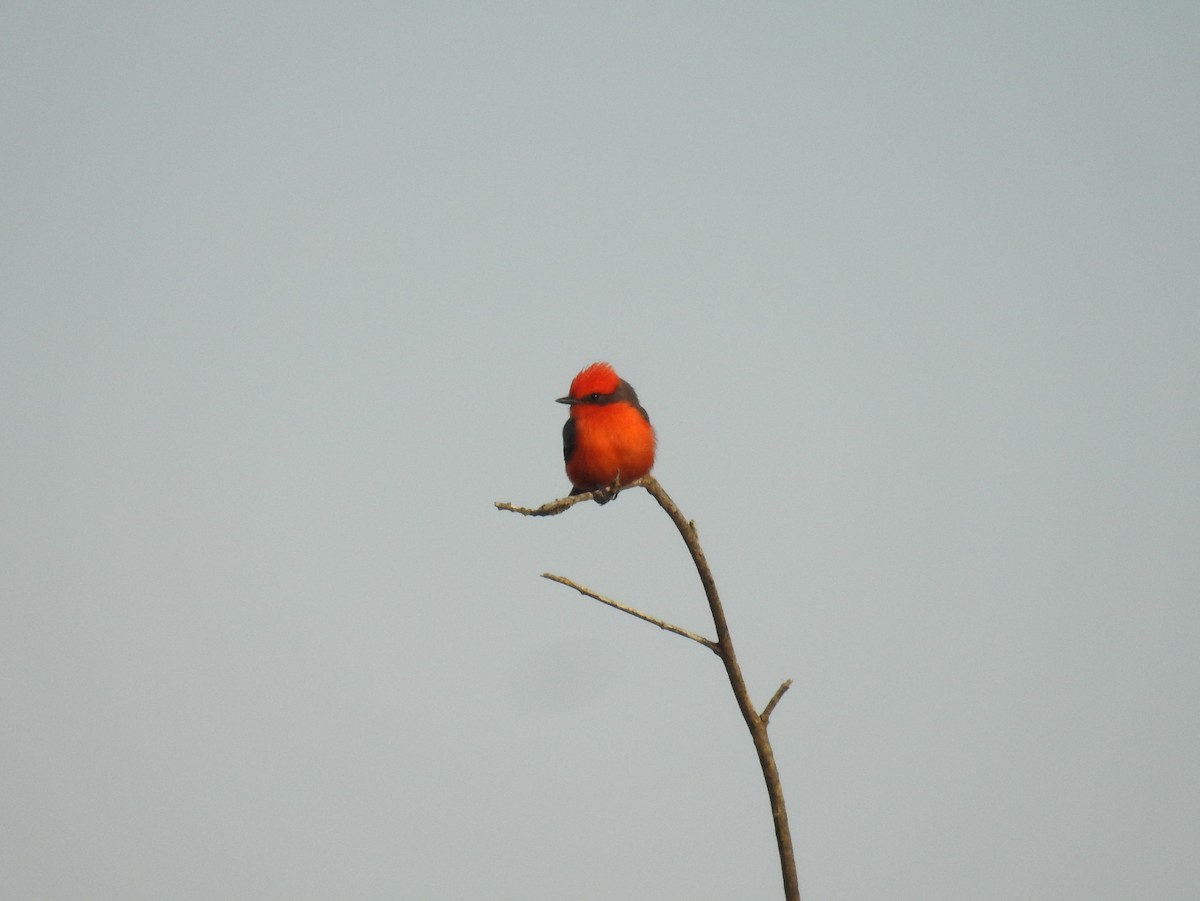 Vermilion Flycatcher - ML407005811