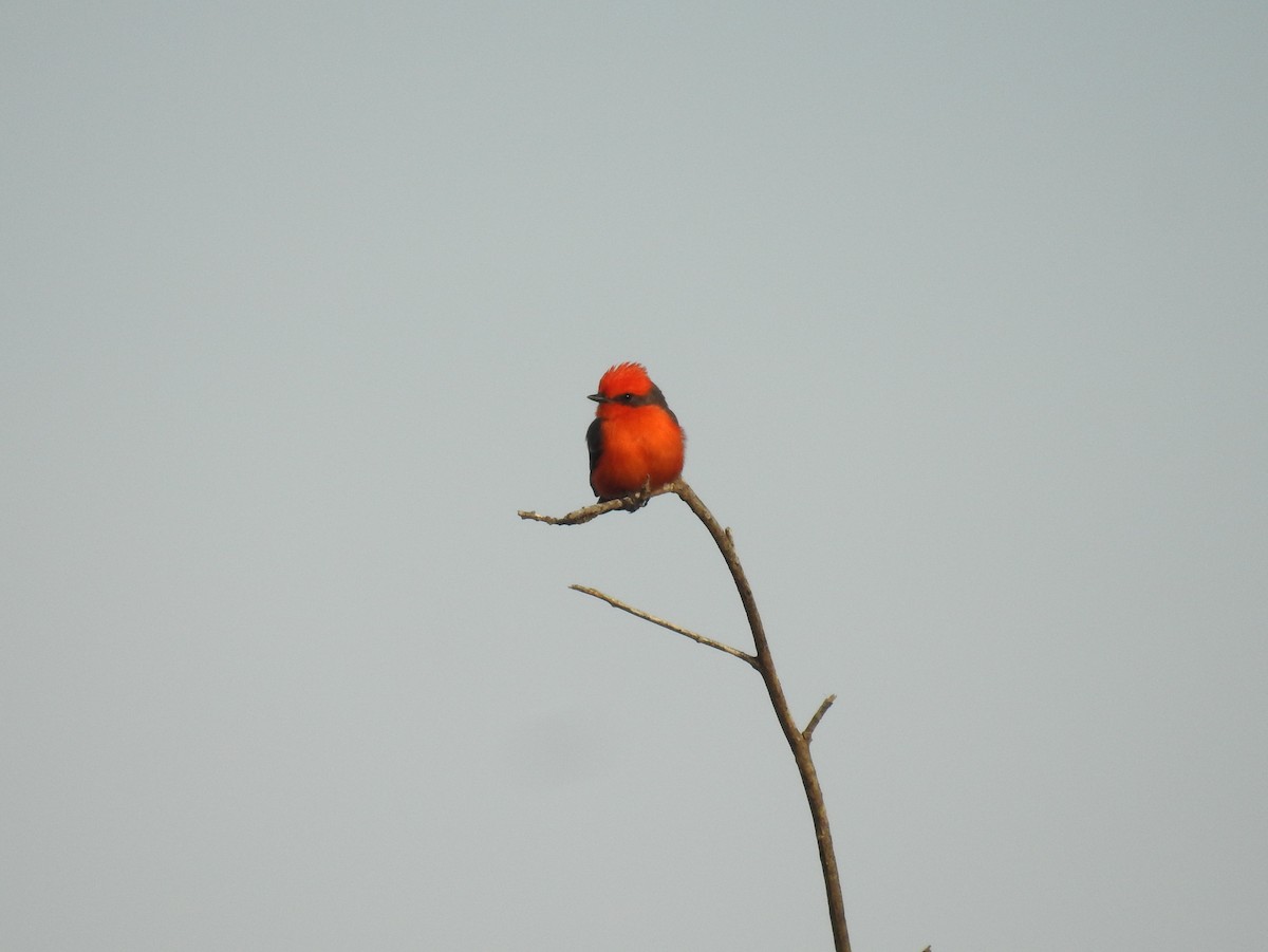 Vermilion Flycatcher - ML407006001