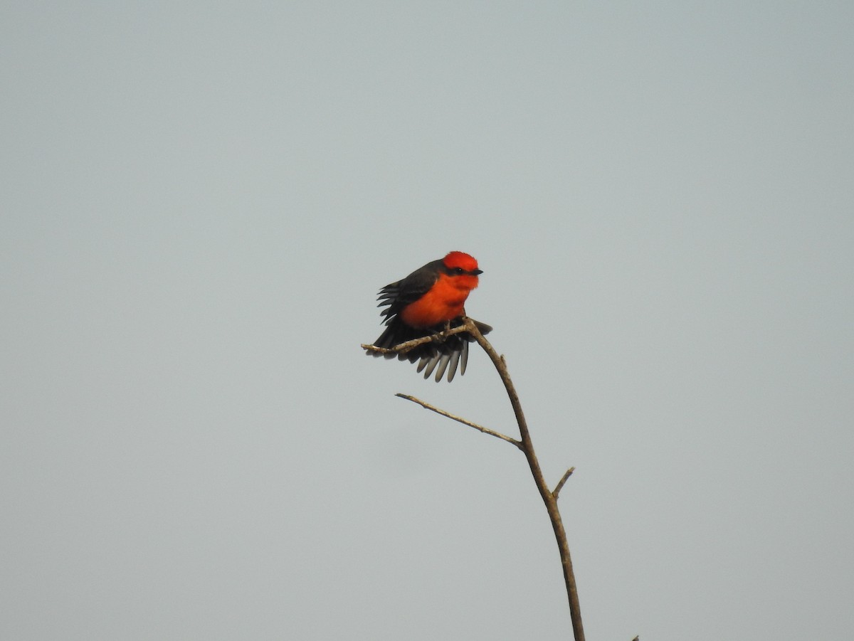 Vermilion Flycatcher - ML407006081