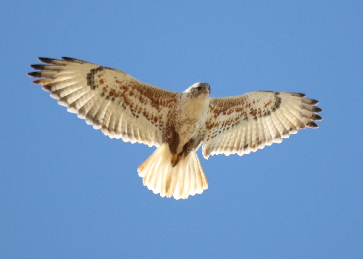 Ferruginous Hawk - Louis Hoeniger