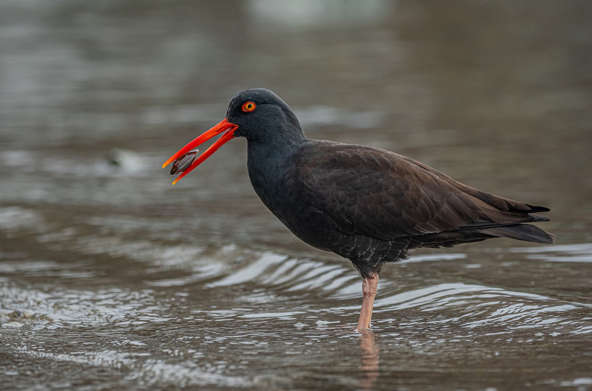 Black Oystercatcher - ML407009991