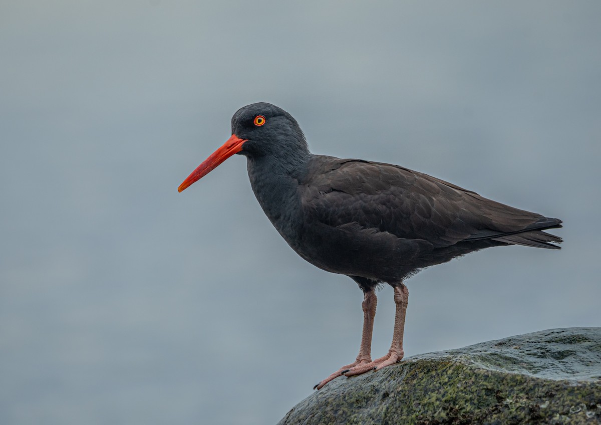 Black Oystercatcher - ML407010051