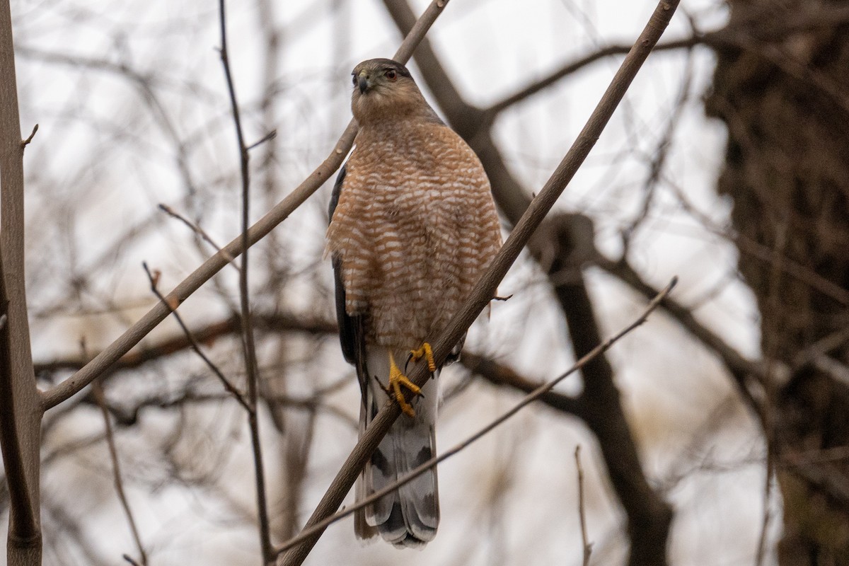 Cooper's Hawk - Nathan Lynch