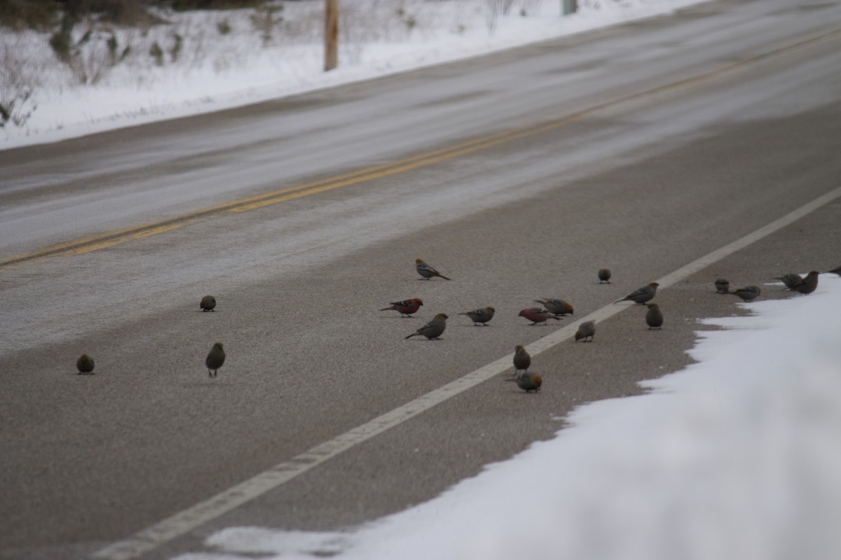 Durbec des sapins - ML407010991