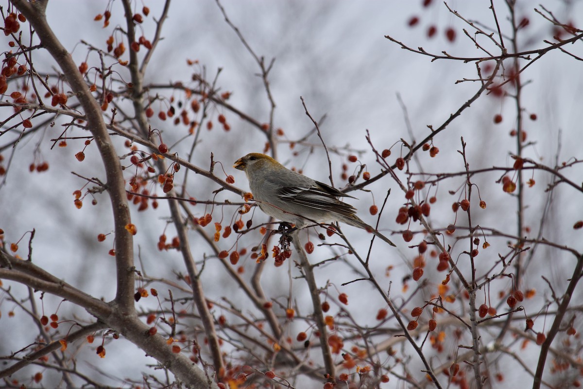 Durbec des sapins - ML407011581