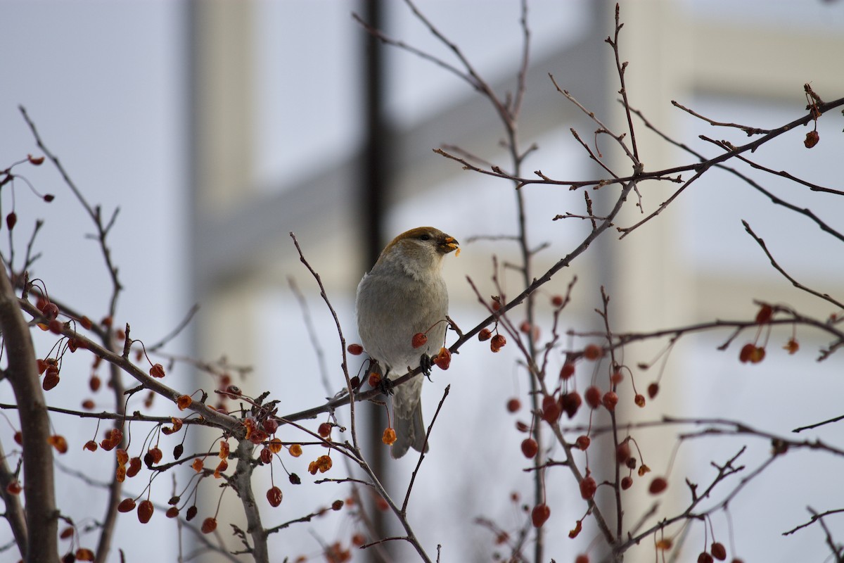 Pine Grosbeak - ML407011591