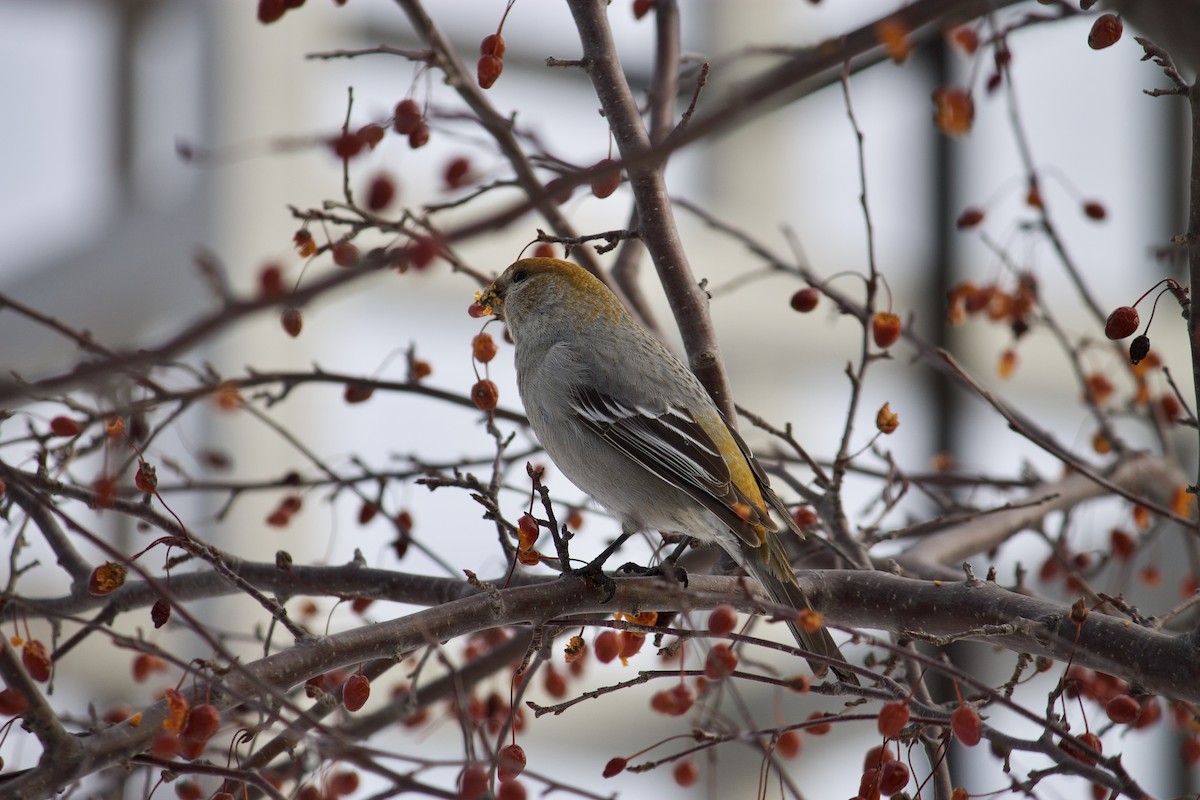 Durbec des sapins - ML407011601