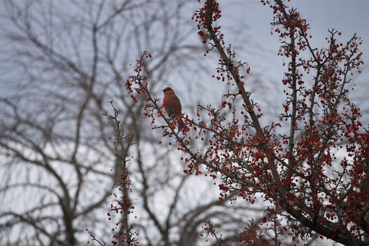 Durbec des sapins - ML407012171