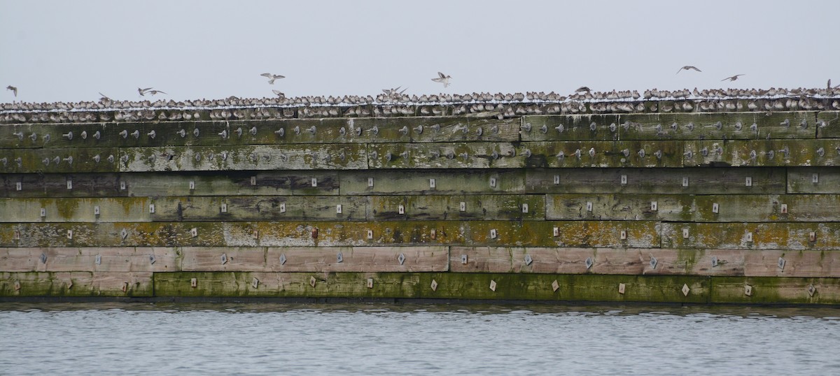 Dunlin - ML407012741