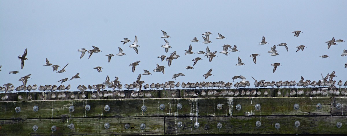 Dunlin - ML407012851