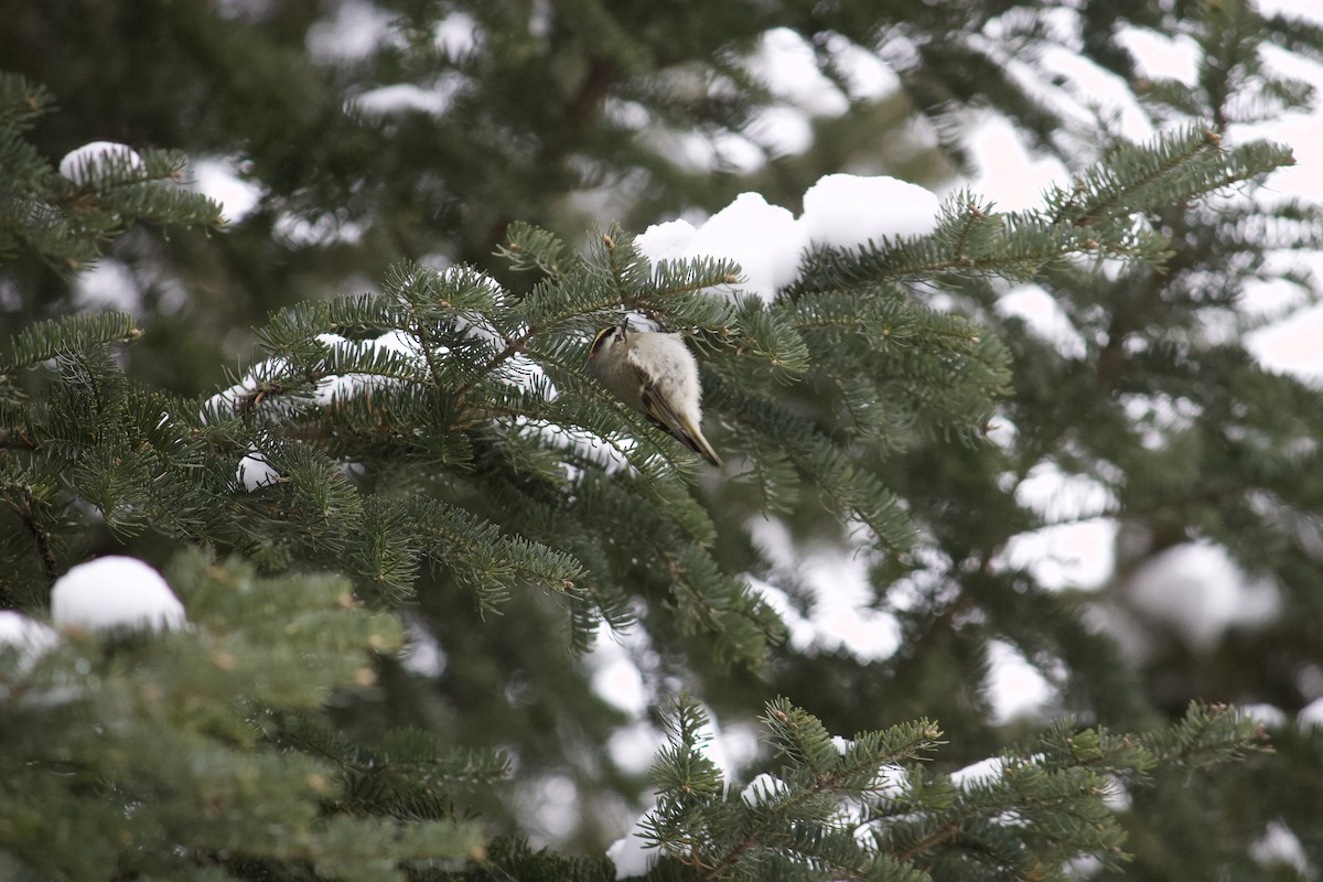 Roitelet à couronne dorée - ML407013021