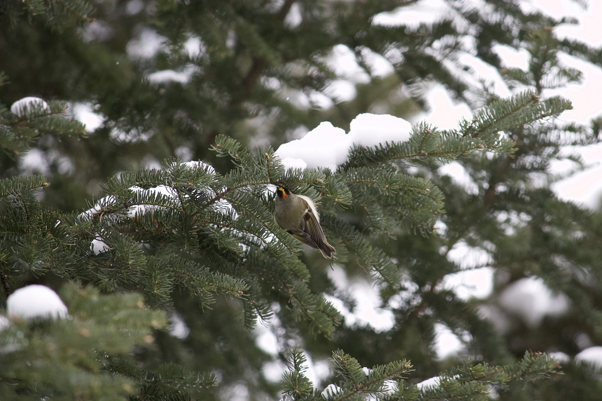 Roitelet à couronne dorée - ML407013031