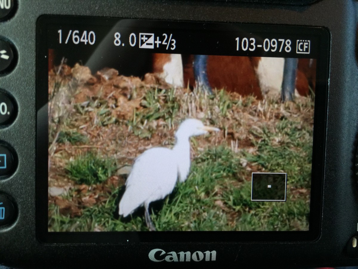 Чапля єгипетська (підвид ibis) - ML40701331