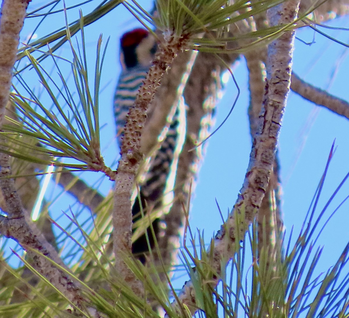 Ladder-backed Woodpecker - ML407014111