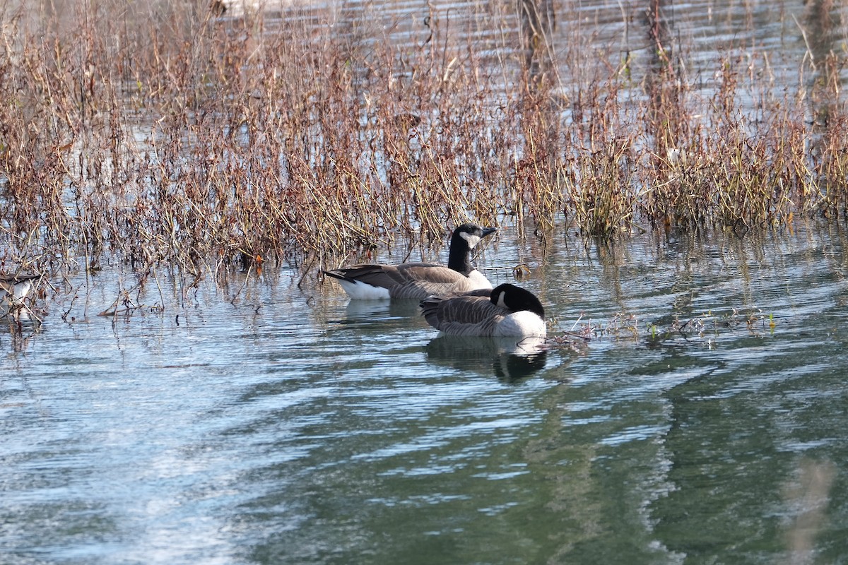 Canada Goose - ML407015531