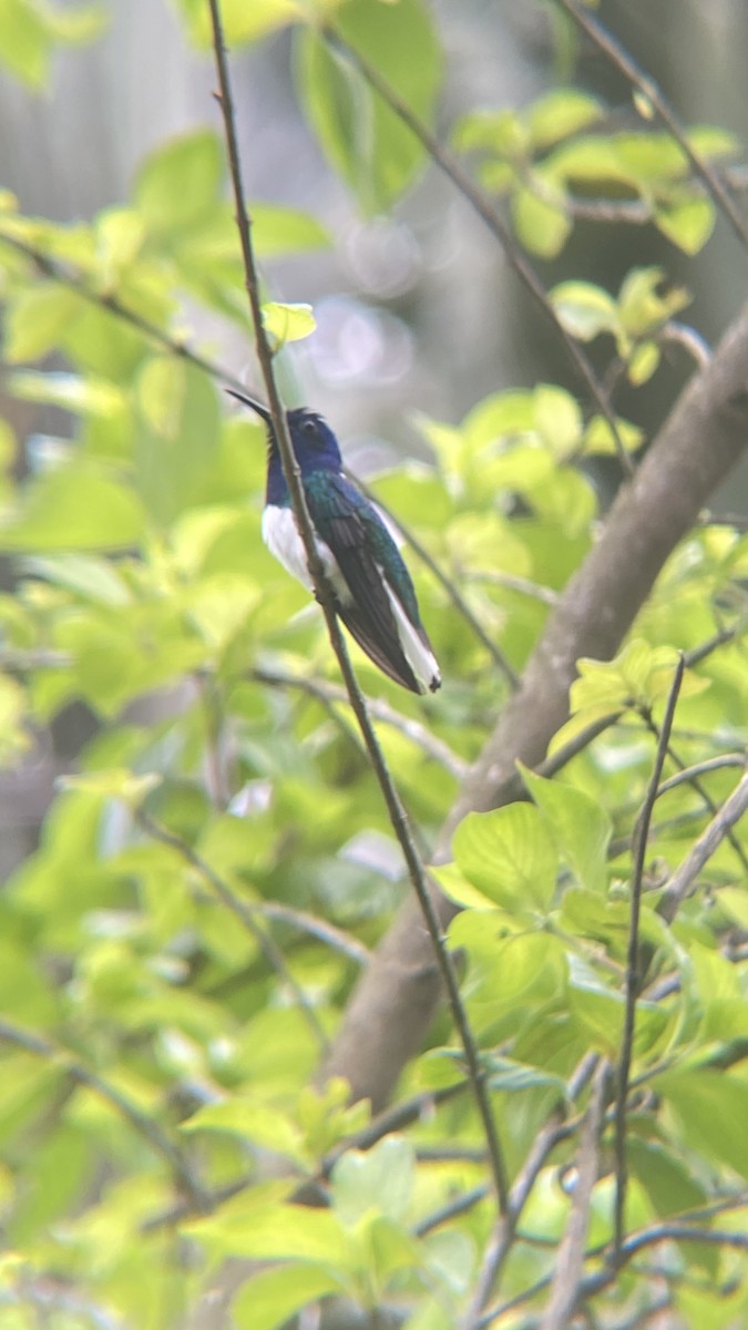 White-necked Jacobin - Yessenia Ortega