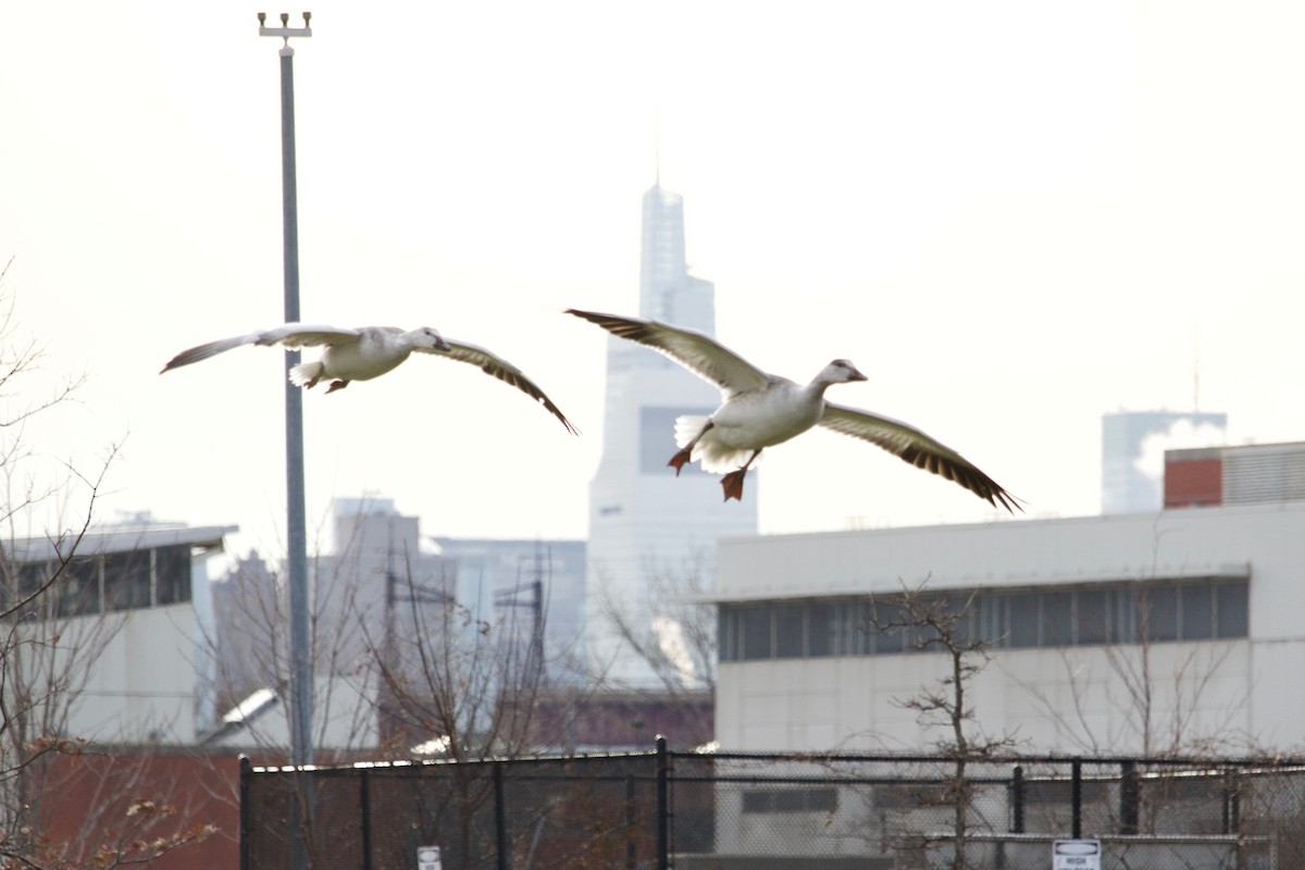 Snow Goose - ML407017141