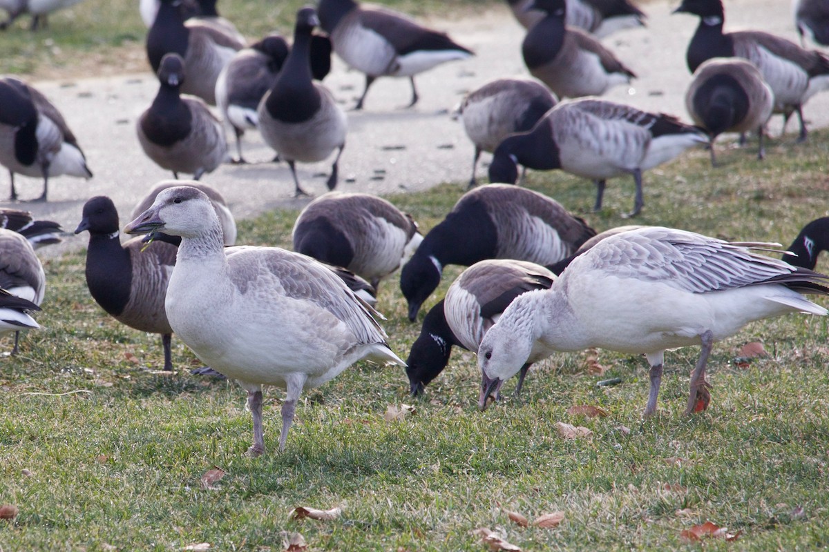 Snow Goose - ML407017161