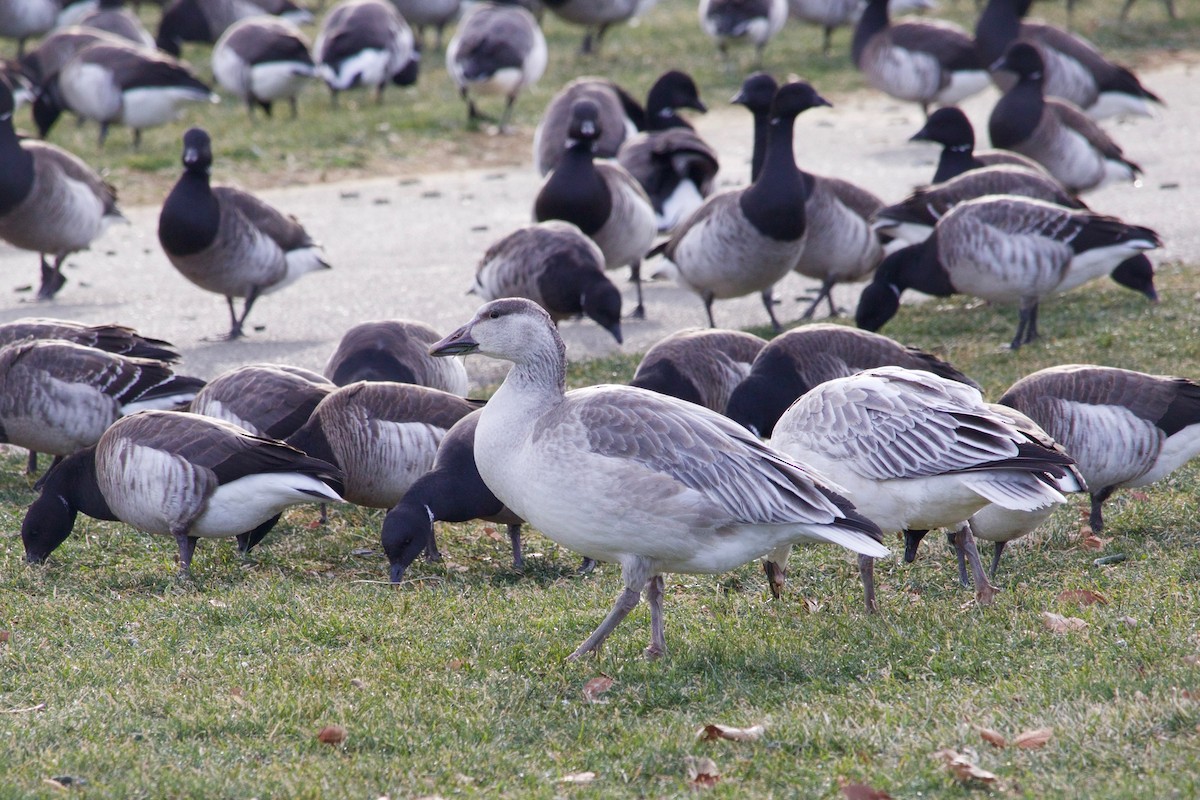 Snow Goose - ML407017181