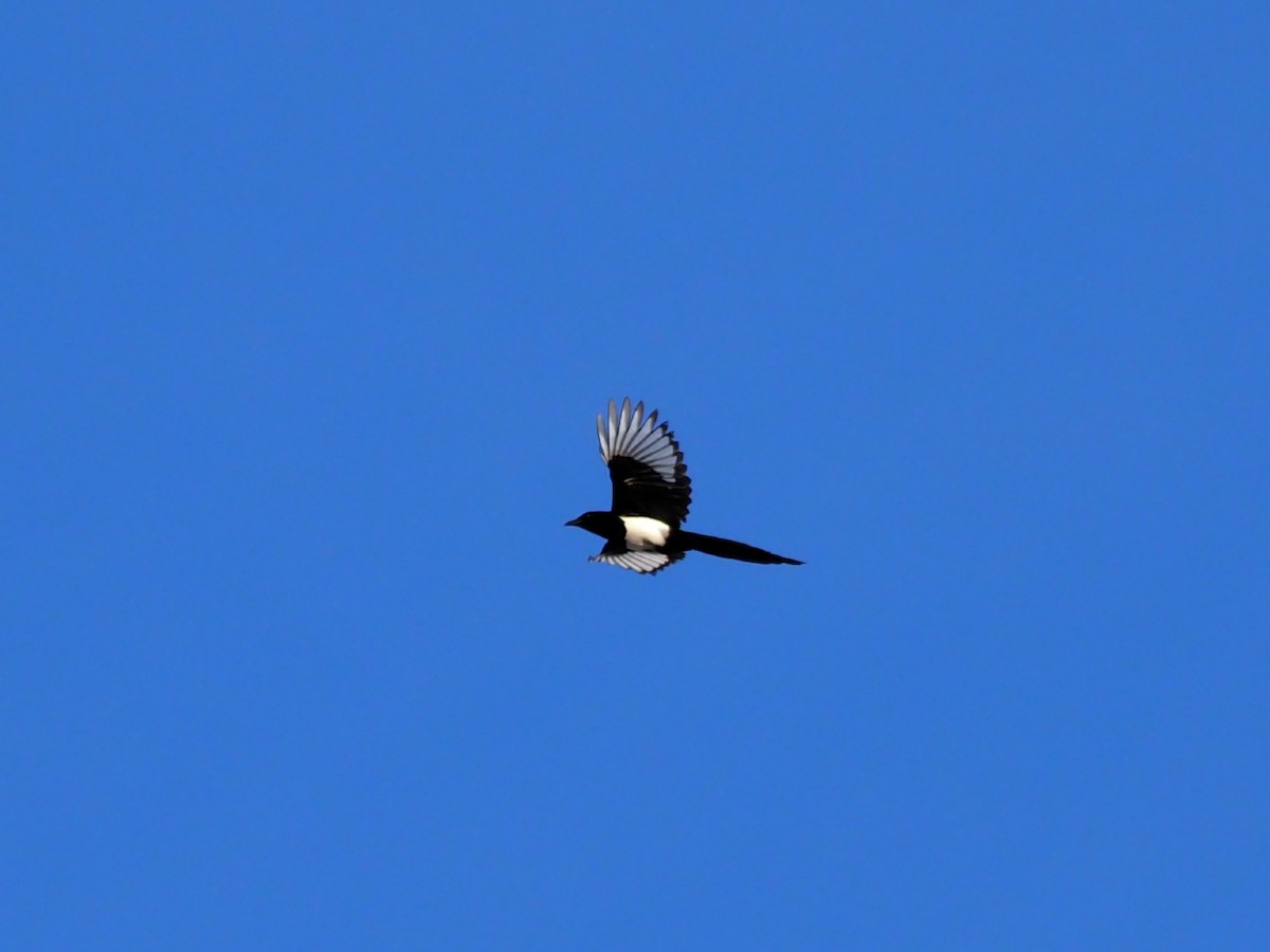 Black-billed Magpie - Leslie S