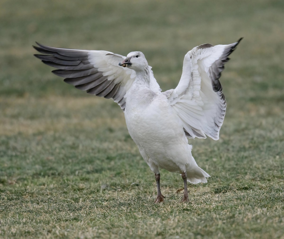 Snow Goose - ML407019191