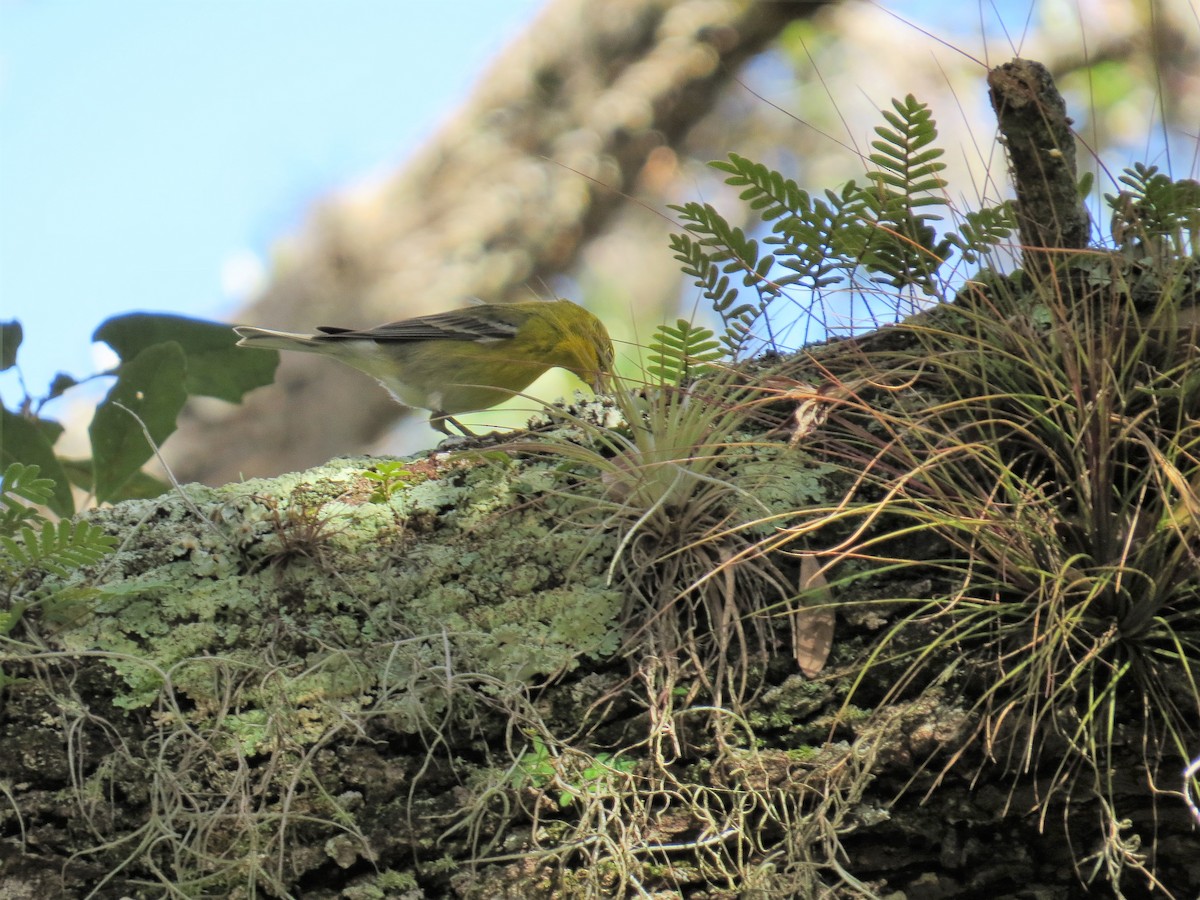 Pine Warbler - Mary Lusk